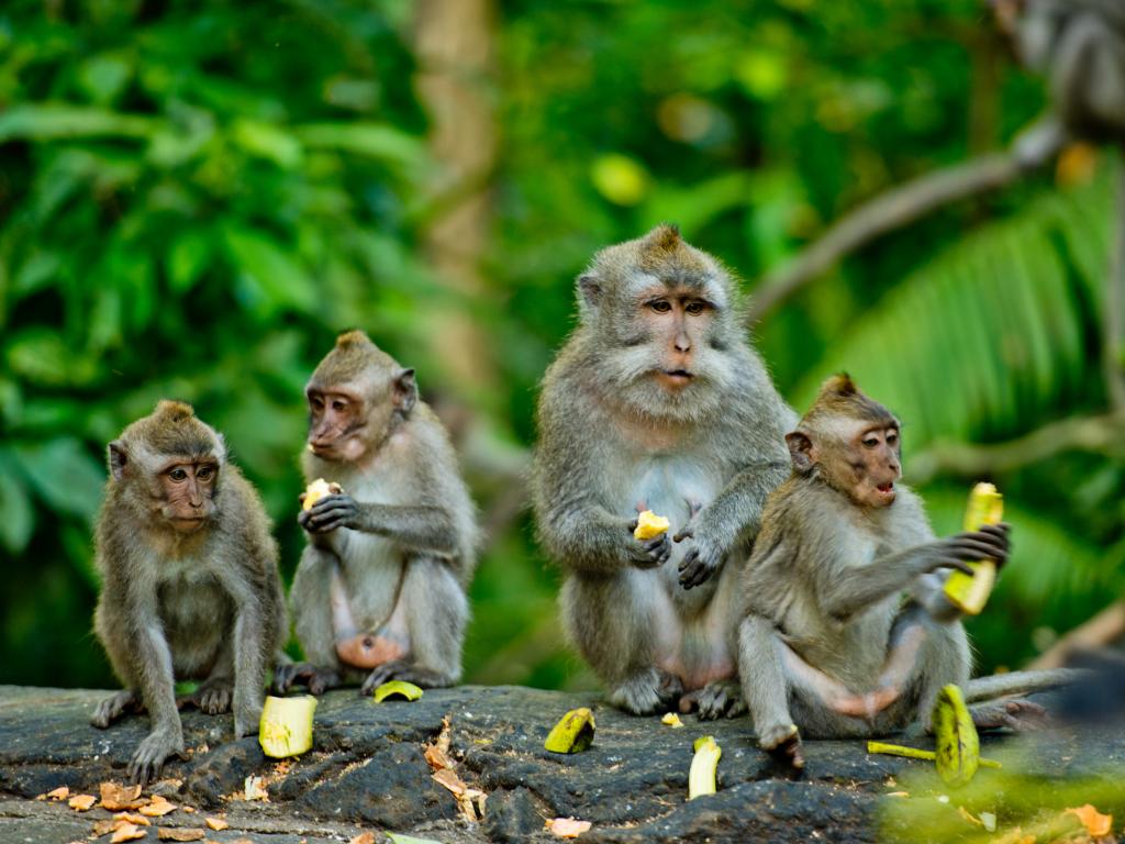 Der Monkey Jungle in Miami